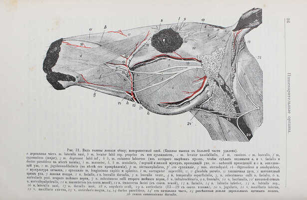 Элленбергер В., Баум Г. Руководство к сравнительной анатомии домашних животных. Т. 2-3. СПб., 1913.